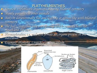 PLATYHELMINTHES
 Simplest triploblastic organisms showing bilateral symmetry
 Mostly parasites in other animals
 Body in dorsoventrally flat and leaf-like or ribbon-like with bilateral
symmetry
 The body cavity has only one opening which serves as both the
mouth and the anus
 Hermaphrodites i.e, male and female sex organs present in one
individual
 Example: Planaria, Liver Fluke, Tape Worm
 