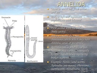 ANNELIDA
 Occur in moist soil, fresh water
and sea
 Body is soft and segmented,
triploblastic with bilateral
symmetry
 First animal with the coelom
(body cavity)
 Body is covered by a non-
chintinous cuticle which may have
chitinous setae, or parapodia
 Reproduction is generally sexual,
but some may reproduce asexually
by rejuvination i.e, by regrowing
broken segments
 Example: Nereis (sand worm),
Aphrodite (sea mouse), Pheretima
(earthworm), Hirudinaria (leech)
 
