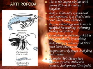 ARTHROPODA
 This is the largest phylum with
almost 80% of the animal
kingdom
 Body is bilaterally symmetrical
and segmented. It is divided into
head, thorax and abdomen
 Possess jointed legs which may be
modified for walking, swimming
feeding and feeling
 Exoskeleton is chitinous which is
shed periodically by moulting
 Body cavity is reduced and filled
with blood (haemocoel)
 Respiration is by lungs, book lung
and trachea
 Example: Apis (honey bee),
Araneae (Spider), Palaemon
(prawn), Scolopendra (Centipede)
 