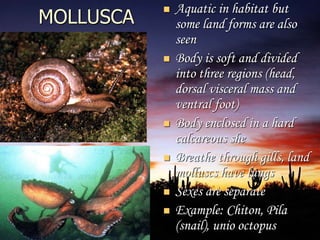 MOLLUSCA
 Aquatic in habitat but
some land forms are also
seen
 Body is soft and divided
into three regions (head,
dorsal visceral mass and
ventral foot)
 Body enclosed in a hard
calcareous she
 Breathe through gills, land
molluscs have lungs
 Sexes are separate
 Example: Chiton, Pila
(snail), unio octopus
 