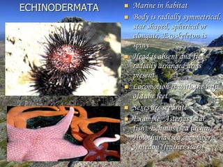 ECHINODERMATA  Marine in habitat
 Body is radially symmetrical,
star shaped, spherical or
elongate, Exoskeleton is
spiny
 Head is absent and five
radially arranged arms
present
 Locomotion is with the help
of tube feet
 Sexes are separate
 Example: Asterias (star
fish), Echinus (sea urchin),
Holothuria (sea cucumber),
Antedon (feather star)
 