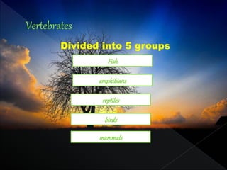 Divided into 5 groups
Fish
mammals
birds
reptiles
amphibians
 