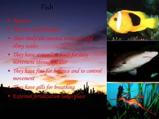 Fish
• Aquatic
• They are cold-blooded
• Their Body are covered with wet and
slimy scales
• They have streamline body for easy
movement through water
• They have fins for balance and to control
movement
• They have gills for breathing
• External fertilization takes place
 