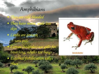 Amphibians
• They are cold-blooded
• They have moist, scale less
skin
• Limbs are present
– tetra pods
• Larvae (tadpoles) use gills for
breathing; adults use lungs
• External fertilization takes
place
 