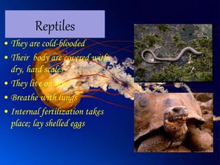 Reptiles
• They are cold-blooded
• Their body are covered with
dry, hard scales
• They live on land
• Breathe with lungs
• Internal fertilization takes
place; lay shelled eggs
 