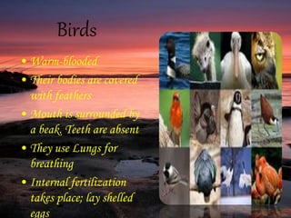 Birds
• Warm-blooded
• Their bodies are covered
with feathers
• Mouth is surrounded by
a beak. Teeth are absent
• They use Lungs for
breathing
• Internal fertilization
takes place; lay shelled
eggs
 