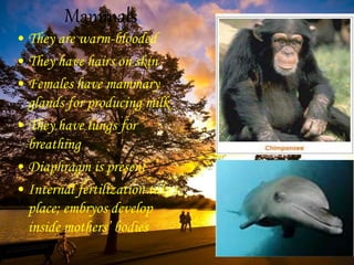 Mammals
• They are warm-blooded
• They have hairs on skin
• Females have mammary
glands for producing milk
• They have lungs for
breathing
• Diaphragm is present
• Internal fertilization takes
place; embryos develop
inside mothers’ bodies
 