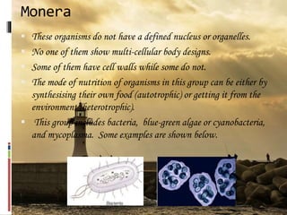 Monera
 These organisms do not have a defined nucleus or organelles.
 No one of them show multi-cellular body designs.
 Some of them have cell walls while some do not.
 The mode of nutrition of organisms in this group can be either by
synthesising their own food (autotrophic) or getting it from the
environment (heterotrophic).
 This group includes bacteria, blue-green algae or cyanobacteria,
and mycoplasma. Some examples are shown below.
 