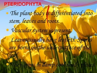 PTERIDOPHYTA
 The plant body is differentiated into
stem, leaves and roots.
 Vascular system is present.
 Leaves usually have leaflets. Spores
are borne on the undersurface of the
leaf.
 They grow in damp cool shady places.
 