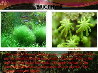 BRIOPHYTA
 Moss and Liverwort belong to this variety of plants. There
are the simplest form of land plants. The plant body is flat
and lack true leaves and roots. The upper surface of the
plant body produces a stalk which bears a capsule. The
capsule contains spores.
 