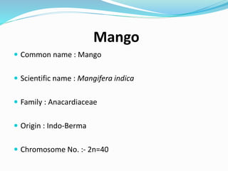 Mango Introduction Biodiversity in mango | PPTX
