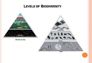LEVELS OF BIODIVERSITY
 
