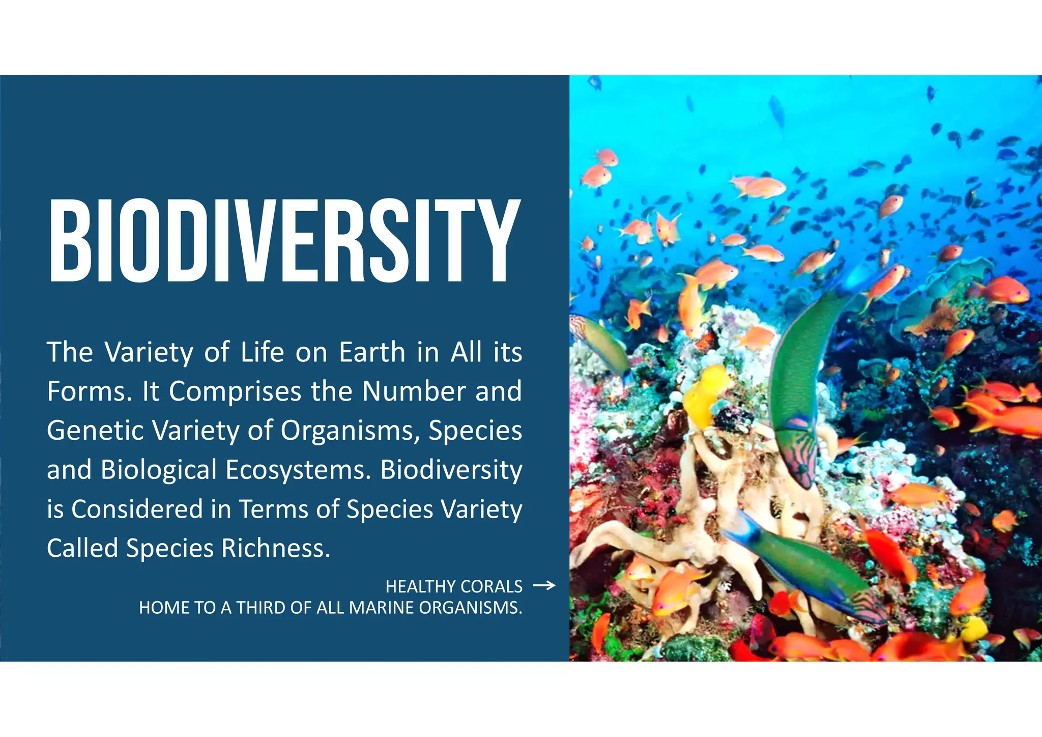 The Variety of Life on Earth in All its
Forms. It Comprises the Number and
Genetic Variety of Organisms, Species
and Biological Ecosystems. Biodiversity
is Considered in Terms of Species Variety
Called Species Richness.
HEALTHY CORALS
HOME TO A THIRD OF ALL MARINE ORGANISMS.
 