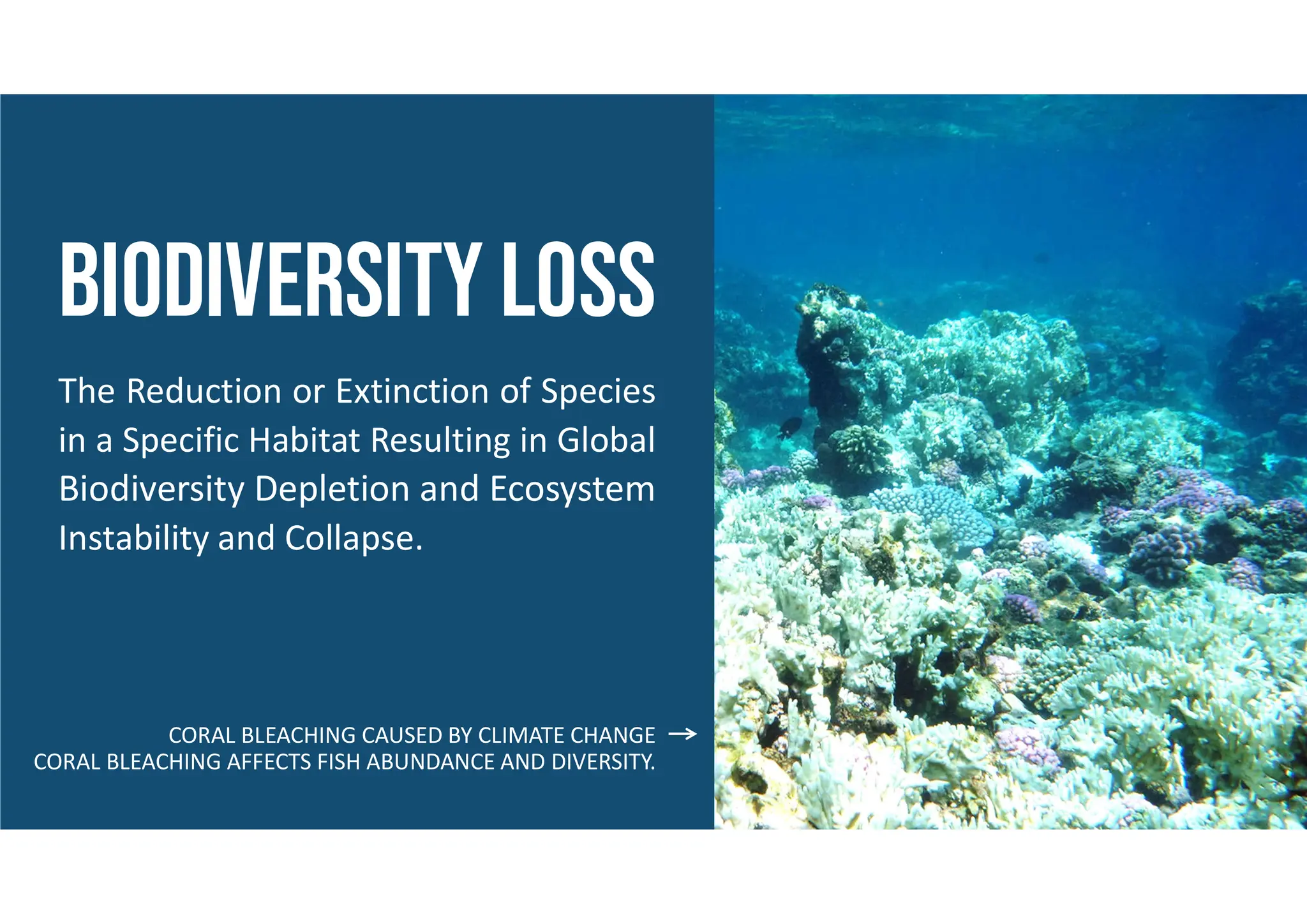 Biodiversity loss
The Reduction or Extinction of Species
in a Specific Habitat Resulting in Global
Biodiversity Depletion and Ecosystem
Instability and Collapse.
CORAL BLEACHING CAUSED BY CLIMATE CHANGE
CORAL BLEACHING AFFECTS FISH ABUNDANCE AND DIVERSITY.
 