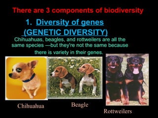 There are 3 components of biodiversity

1. Diversity of genes
(GENETIC DIVERSITY)

Chihuahuas, beagles, and rottweilers are all the
same species —but they're not the same because
there is variety in their genes.

Chihuahua

Beagle

Rottweilers

 