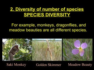 2. Diversity of number of species
SPECIES DIVERSITY
For example, monkeys, dragonflies, and
meadow beauties are all different species.

Saki Monkey

Golden Skimmer

Meadow Beauty

 