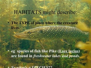 HABITATS might describe:
• The TYPE of place where the creature
lives.

• eg species of fish like Pike (Esox lucius)
are found in freshwater lakes and ponds.

 