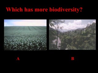 Which has more biodiversity?

A

B

 