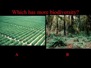 Which has more biodiversity?

A

B

 