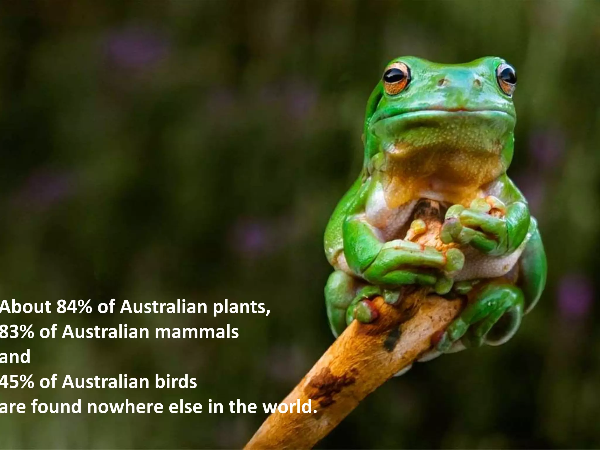 About 84% of Australian plants,
83% of Australian mammals
and
45% of Australian birds
are found nowhere else in the world.
 