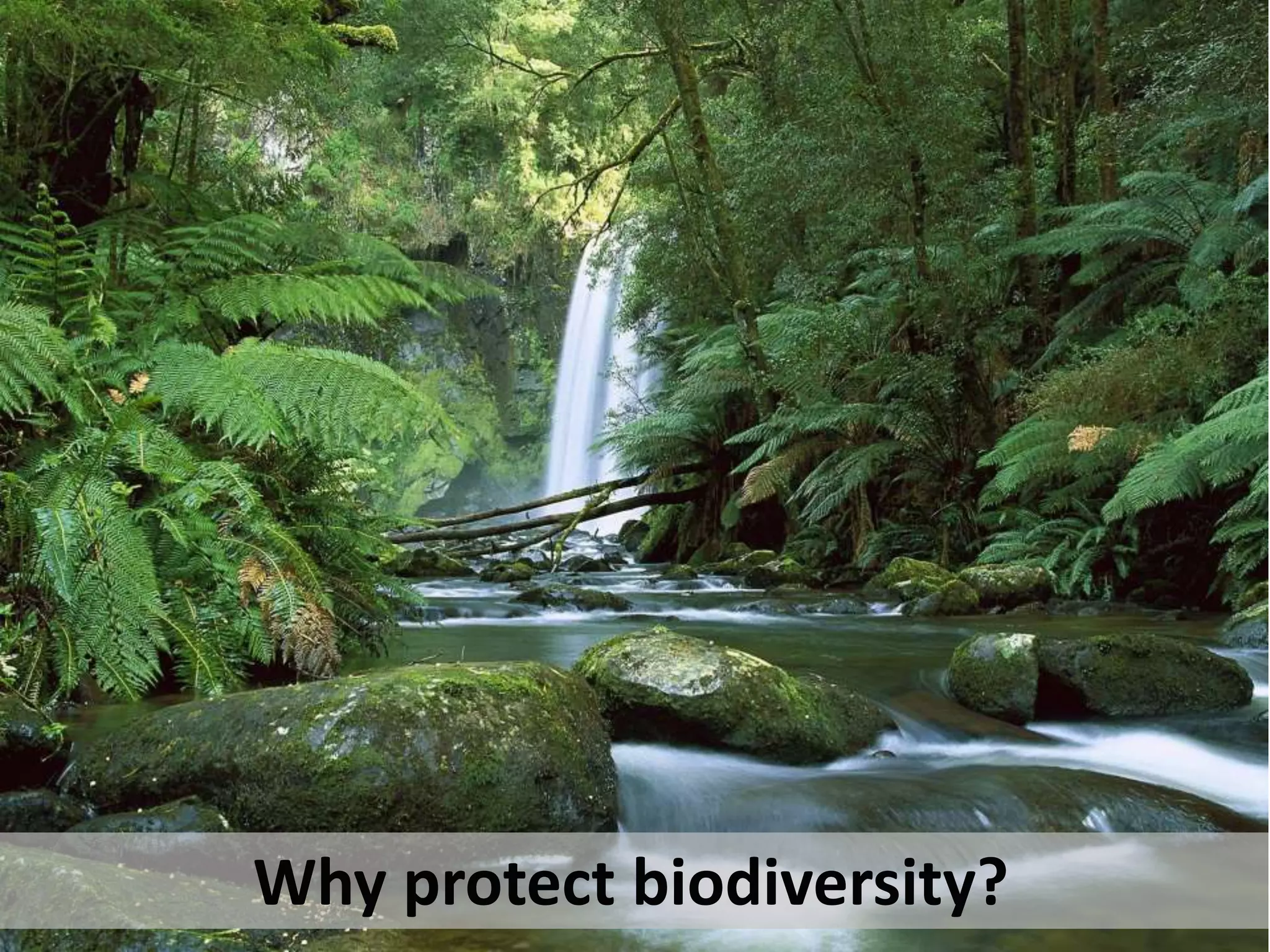 Why protect biodiversity?
 
