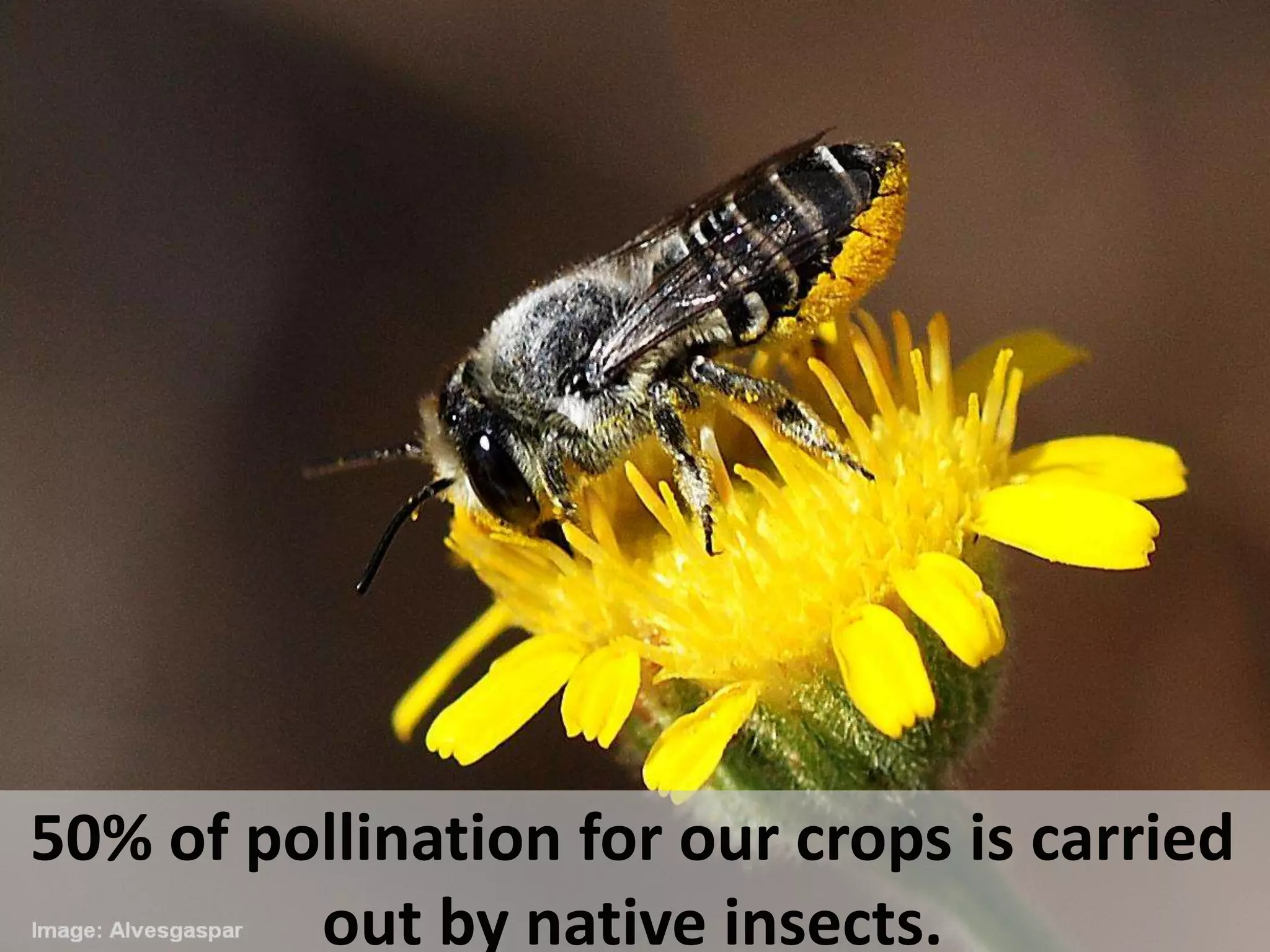 50% of pollination for our crops is carried
out by native insects.
 