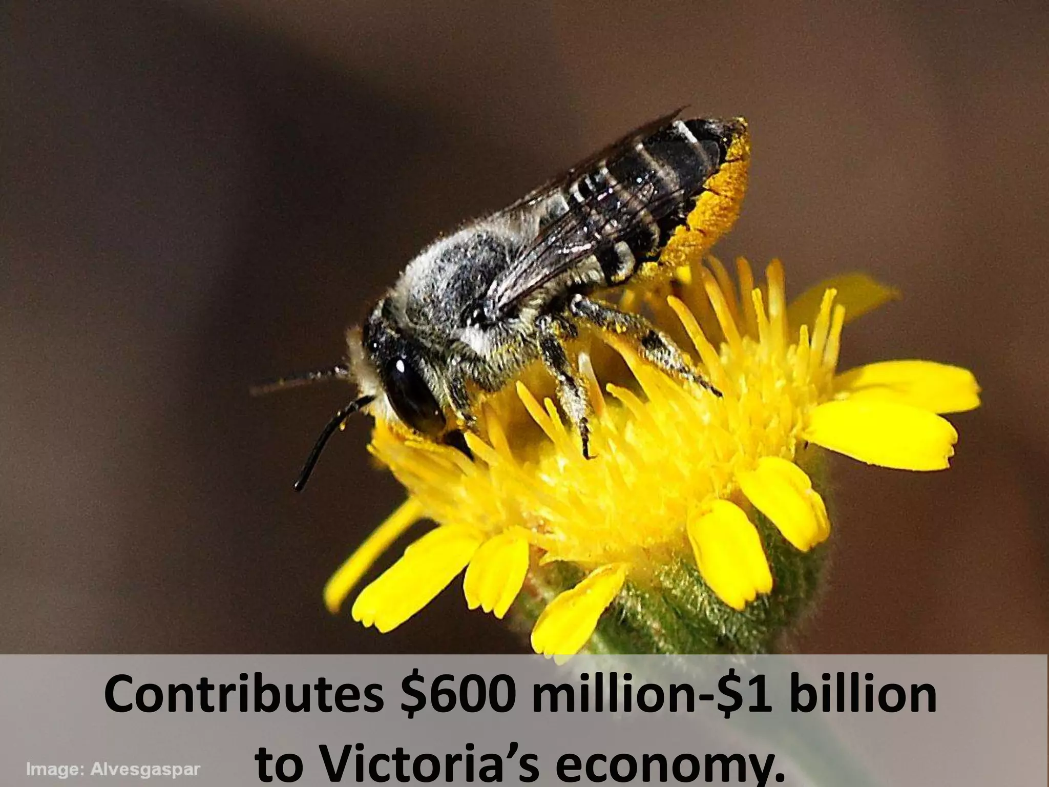 Contributes $600 million-$1 billion
to Victoria’s economy.
 