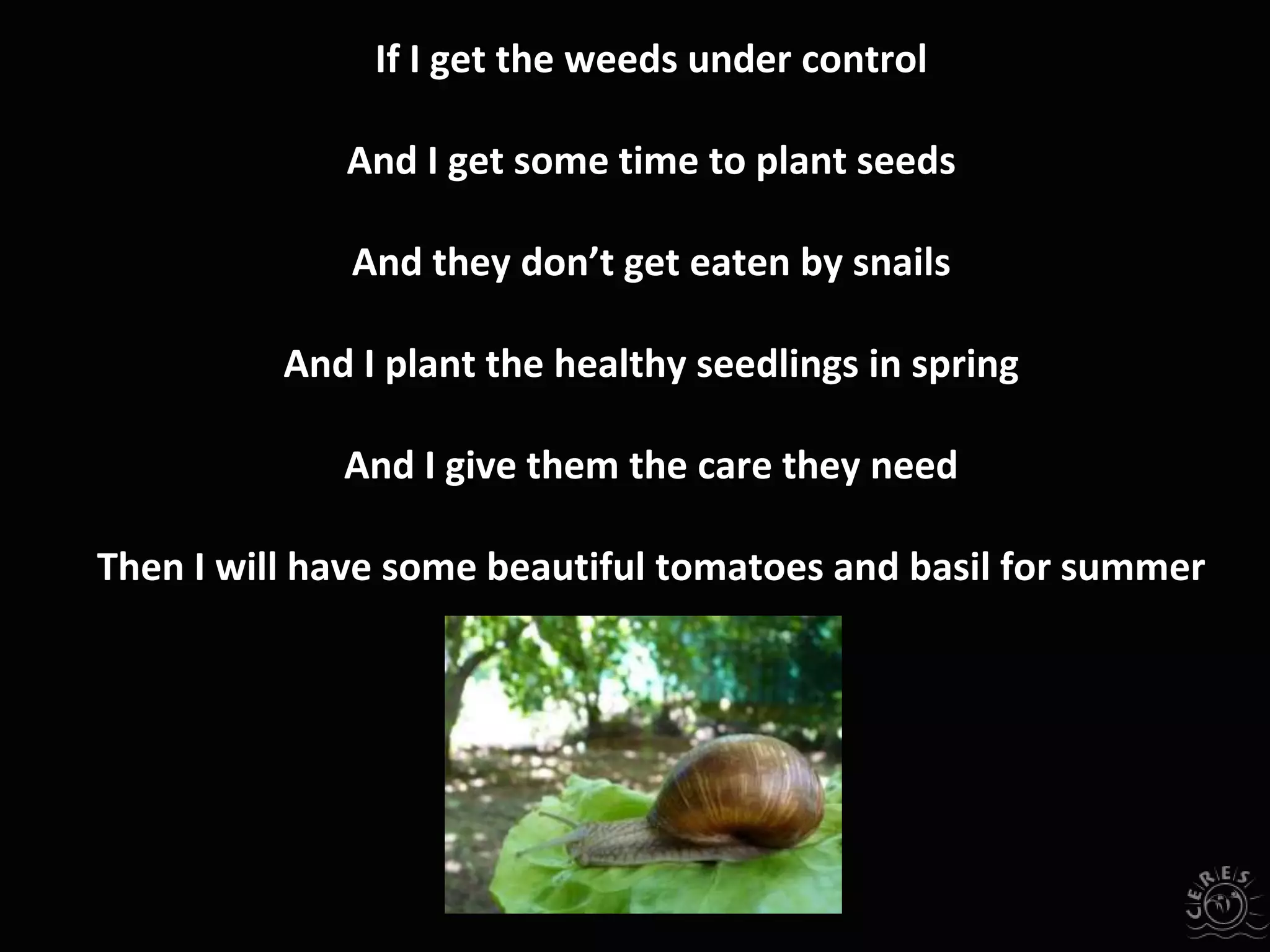 If I get the weeds under control
And I get some time to plant seeds
And they don’t get eaten by snails
And I plant the healthy seedlings in spring
And I give them the care they need
Then I will have some beautiful tomatoes and basil for summer
 