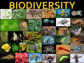 Biodiversity of India