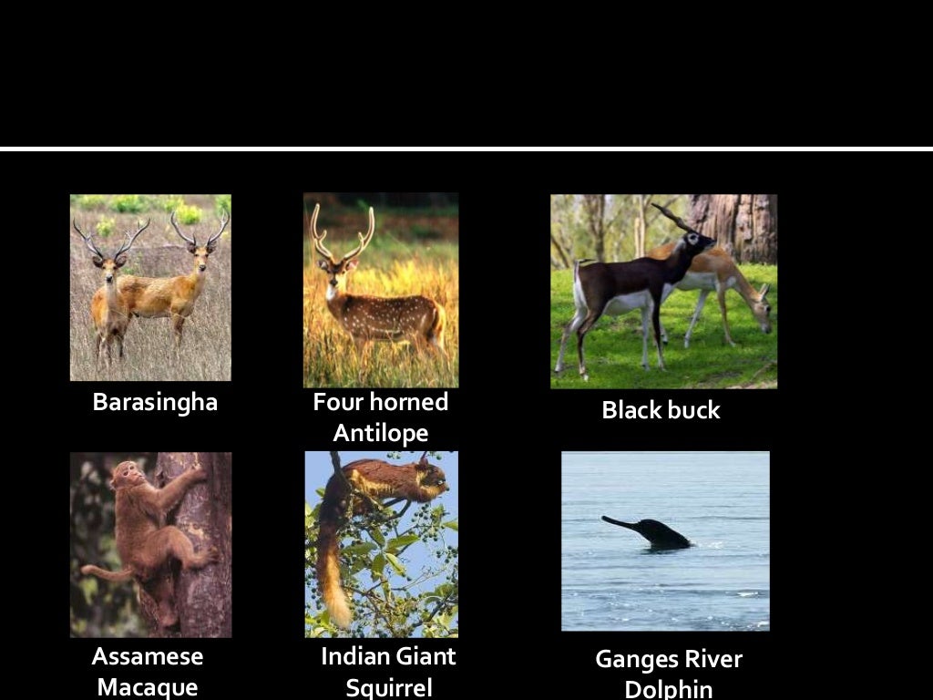 Biodiversity Of India