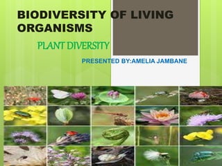 BIODIVERSITY OF LIVING
ORGANISMS
PLANT DIVERSITY
PRESENTED BY:AMELIA JAMBANE
 