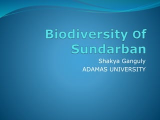Shakya Ganguly
ADAMAS UNIVERSITY
 
