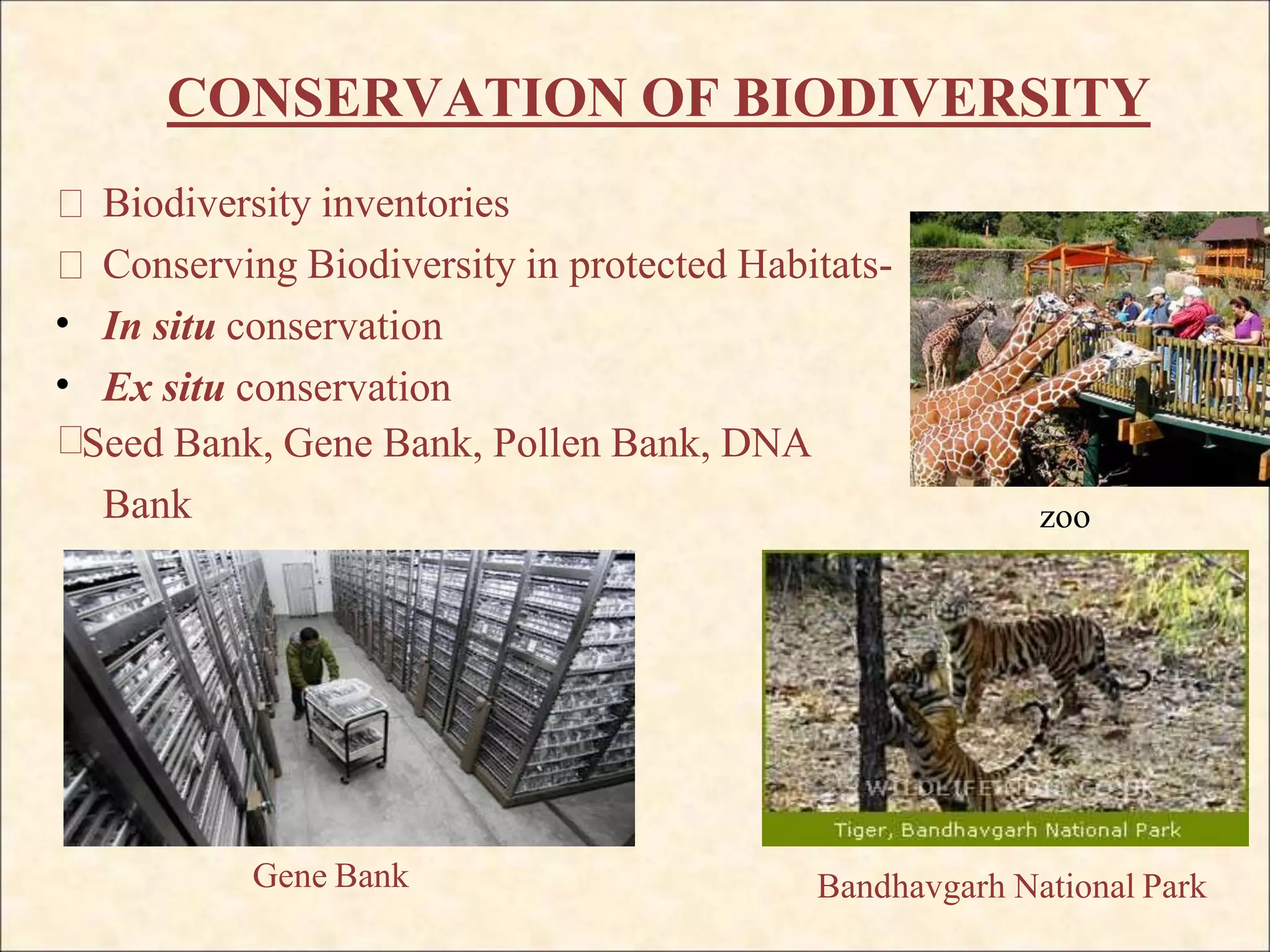 CONSERVATION OF BIODIVERSITY
Biodiversity inventories
Conserving Biodiversity in protected Habitats-
•
•
In situ conservation
Ex situ conservation
Seed Bank, Gene Bank, Pollen Bank, DNA
Bank
Gene Bank
zoo
Bandhavgarh National Park
 