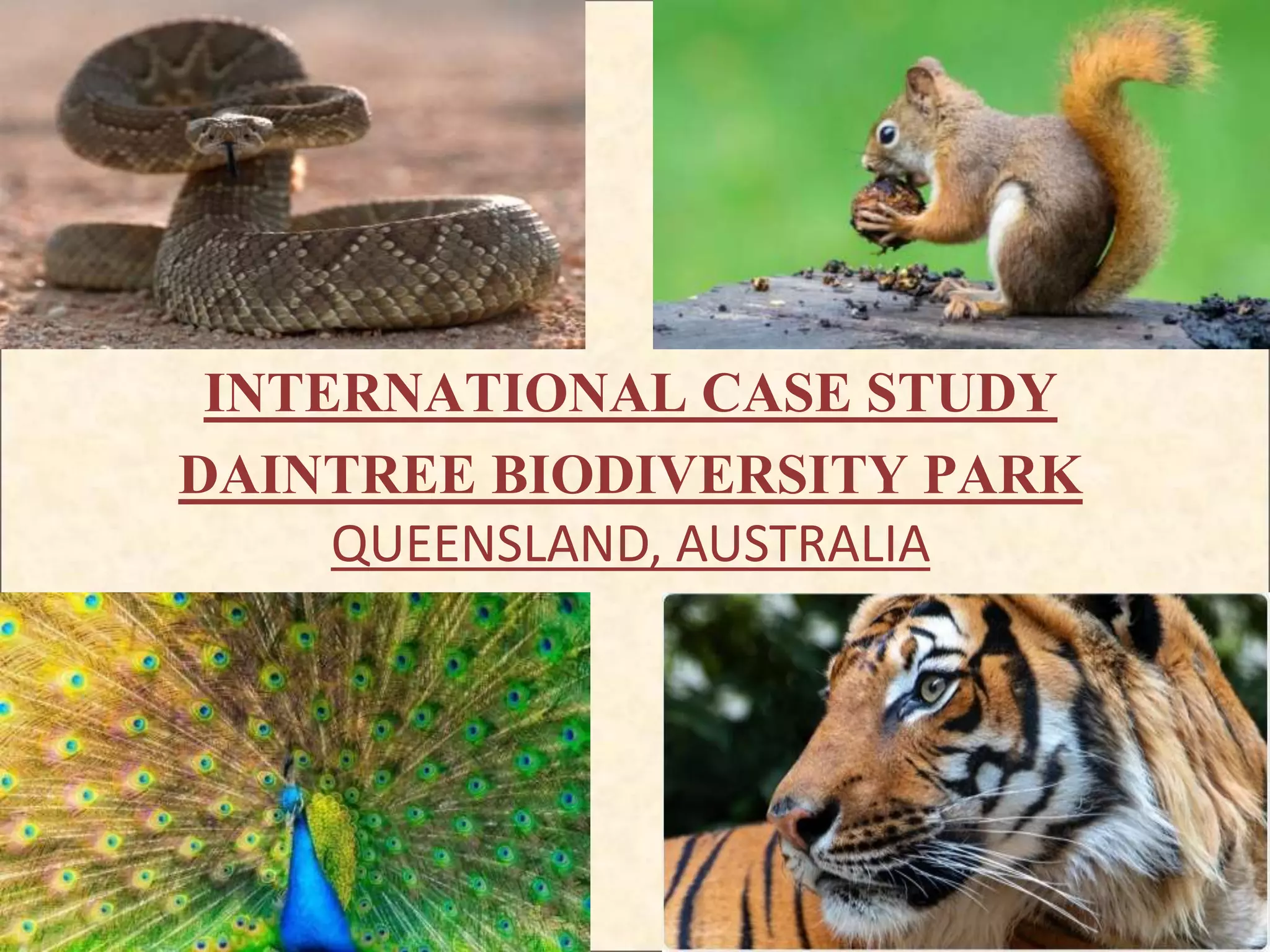 INTERNATIONAL CASE STUDY
DAINTREE BIODIVERSITY PARK
QUEENSLAND, AUSTRALIA
 