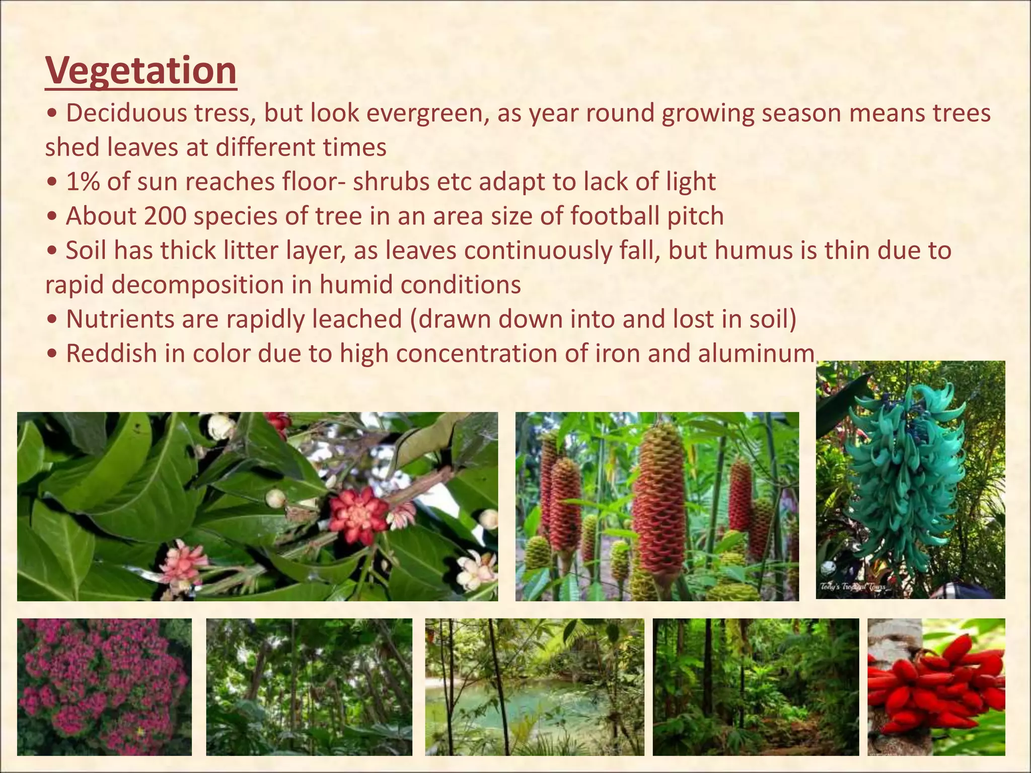 Vegetation
• Deciduous tress, but look evergreen, as year round growing season means trees
shed leaves at different times
• 1% of sun reaches floor- shrubs etc adapt to lack of light
• About 200 species of tree in an area size of football pitch
• Soil has thick litter layer, as leaves continuously fall, but humus is thin due to
rapid decomposition in humid conditions
• Nutrients are rapidly leached (drawn down into and lost in soil)
• Reddish in color due to high concentration of iron and aluminum
 