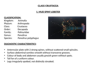 Comprehensive Overview of Phylum Arthropoda and Brachiopoda in Marine ...