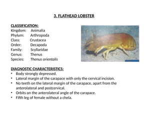 Comprehensive Overview of Phylum Arthropoda and Brachiopoda in Marine ...