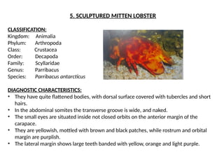 Lobster Rostrum Comprehensive Overview of Phylum Arthropoda and Brachiopoda in Marine ...