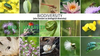 BIODIVERSITY
(also known as biological diversity)
It is made up of two words:
 