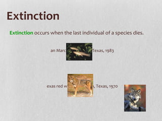 Extinction
Extinction occurs when the last individual of a species dies.


                  an Marcos Gambusia, Texas, 1983




                exas red wolf, Oklahoma, Texas, 1970
 