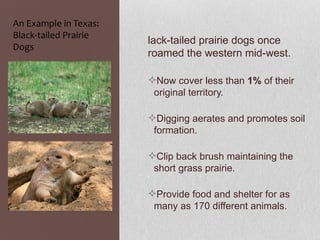 An Example in Texas:
Black-tailed Prairie
                       lack-tailed prairie dogs once
Dogs
                       roamed the western mid-west.

                       Now cover less than 1% of their
                        original territory.

                       Digging aerates and promotes soil
                        formation.

                       Clip back brush maintaining the
                        short grass prairie.

                       Provide food and shelter for as
                        many as 170 different animals.
 