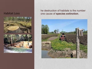 he destruction of habitats is the number
Habitat Loss   one cause of species extinction.
 