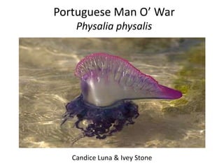 Portuguese Man O’ War
    Physalia physalis




   Candice Luna & Ivey Stone
 