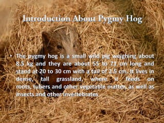 Biodiversity in north east india on pygmy hog