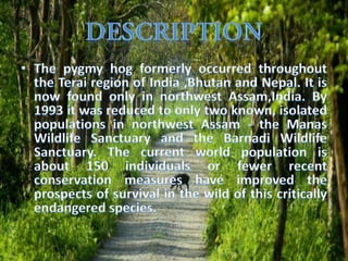 Biodiversity in north east india on pygmy hog