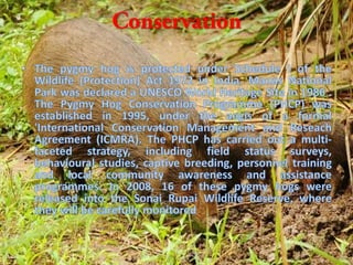 Biodiversity in north east india on pygmy hog