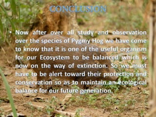 Biodiversity in north east india on pygmy hog