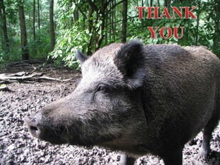 Biodiversity in north east india on pygmy hog