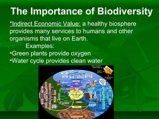The Importance of Biodiversity
*Indirect Economic Value: a healthy biosphere
provides many services to humans and other
organisms that live on Earth.
Examples:
•Green plants provide oxygen
•Water cycle provides clean water
 