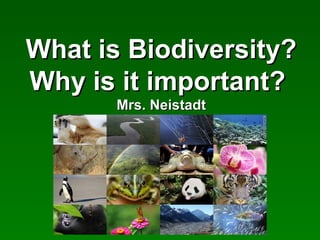What is Biodiversity?What is Biodiversity?
Why is it important?Why is it important?
Mrs. NeistadtMrs. Neistadt
 